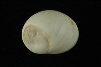 藏品(種子蜑螺)的圖片